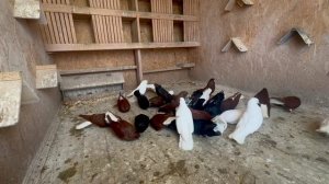 Голуби. Племенной сезон 2025. г. Бугуруслан (2)