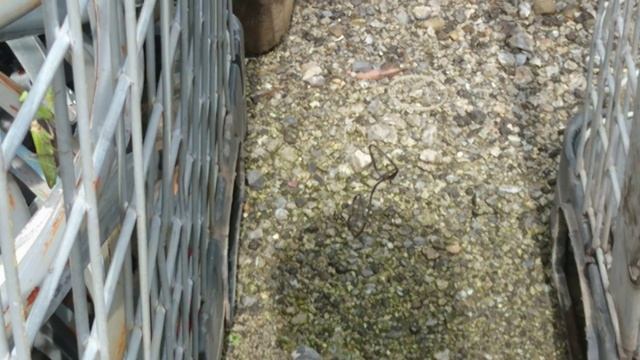 クモの巣に寄生虫（ハリガネムシ）側にカマキリ どういう状況!?