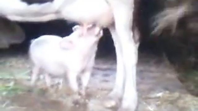 наша ряба i свиня смотреть онлайн