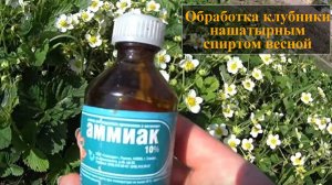 Обработка клубники нашатырным спиртом весной