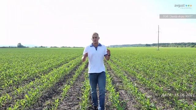 Новий гербіцид на кукурудзі - ФУЛТАЙМ, огляд роботи на 10 день смотреть онлайн