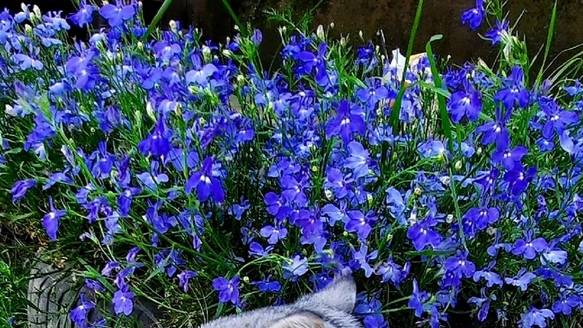 Самый простой способ посева Лобелии. Ошибки и нюансы при посеве!! смотреть онлайн