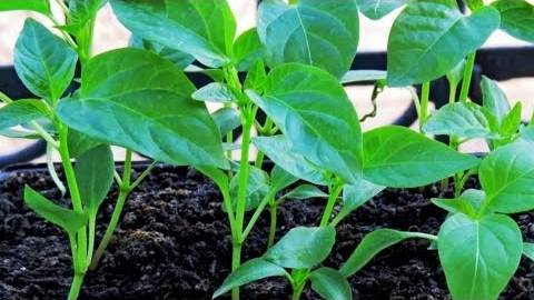 ВОТ ТАК ВЫГЛЯДИТ МОЯ РАССАДА НА 2025 год смотреть онлайн