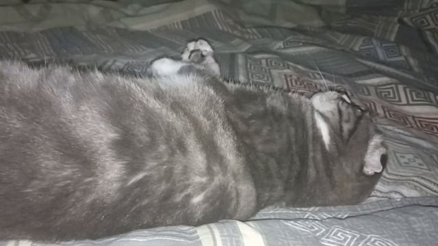 шанти смотреть онлайн