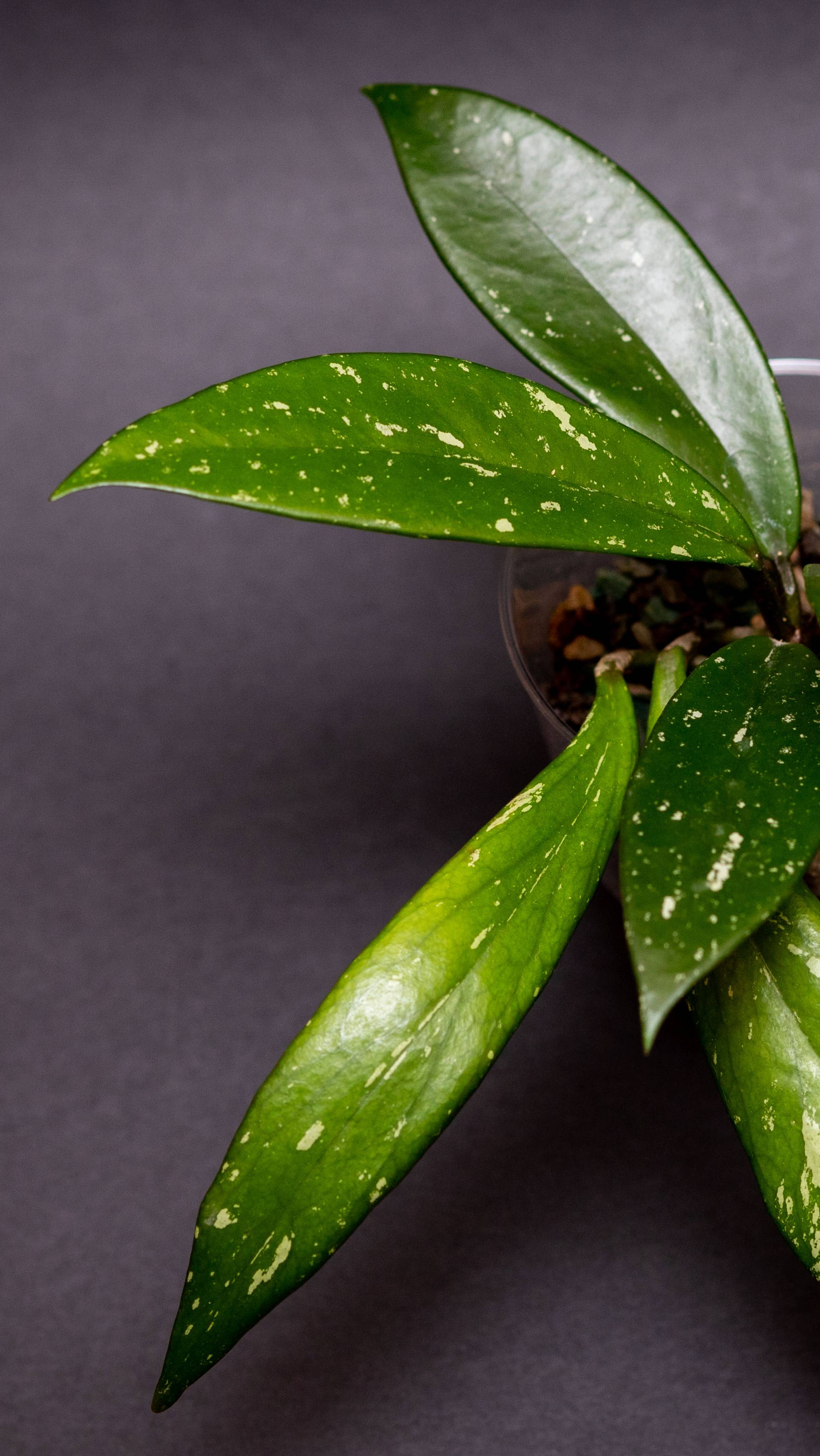 Хойя пубикалис смотреть онлайн