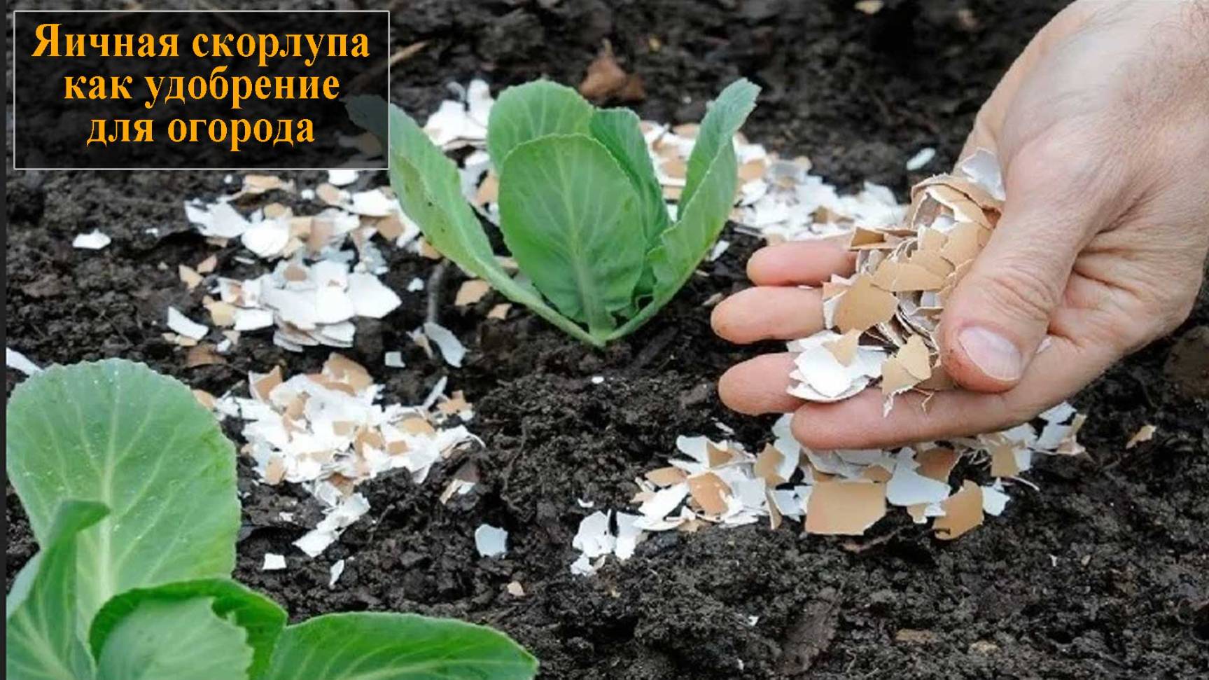 Яичная скорлупа как удобрение для огорода смотреть онлайн