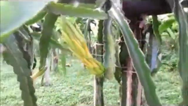 n 03 quintal da pitaya смотреть онлайн