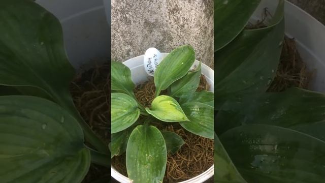 Хосты осенний заказ. смотреть онлайн