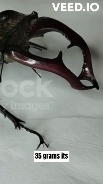 Nature's Giant(Atlas beetle) смотреть онлайн