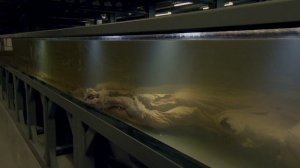 Курьёзы природного мира 2 сезон 3 серия «Жизнь в темноте» (документальный сериал, 2013)