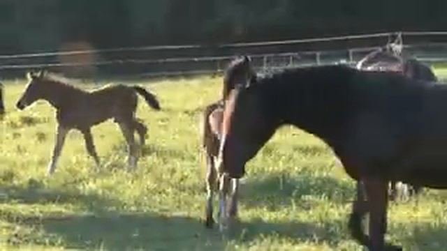 Welsh Cob Mares And Foals 2011.mov