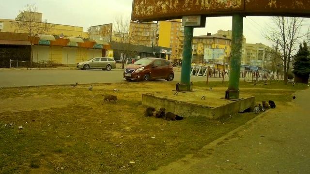 Новая Каховка. 05_03_24. Сокол. Большие собачьи выводки. смотреть онлайн