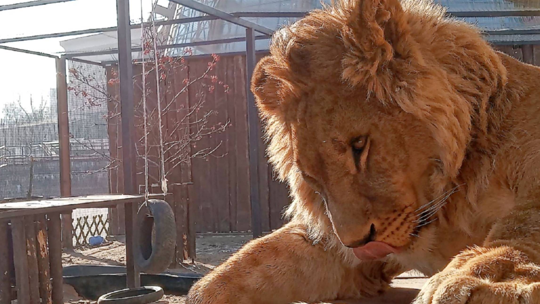 Утро в минском зоопарке. ШЕРХАН и ПОРШ к встрече посетителей готовы! / Поговори со мной (2 выпуск) смотреть онлайн