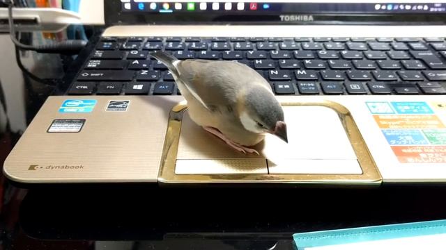 java sparrow is curious about click button смотреть онлайн