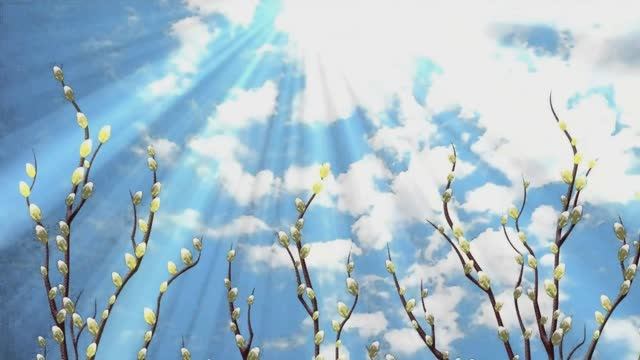 Самые красивые цветы. Северина Школьникова. смотреть онлайн