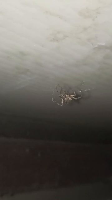 Посмотрите и скажите какую нужду справил этот паук?