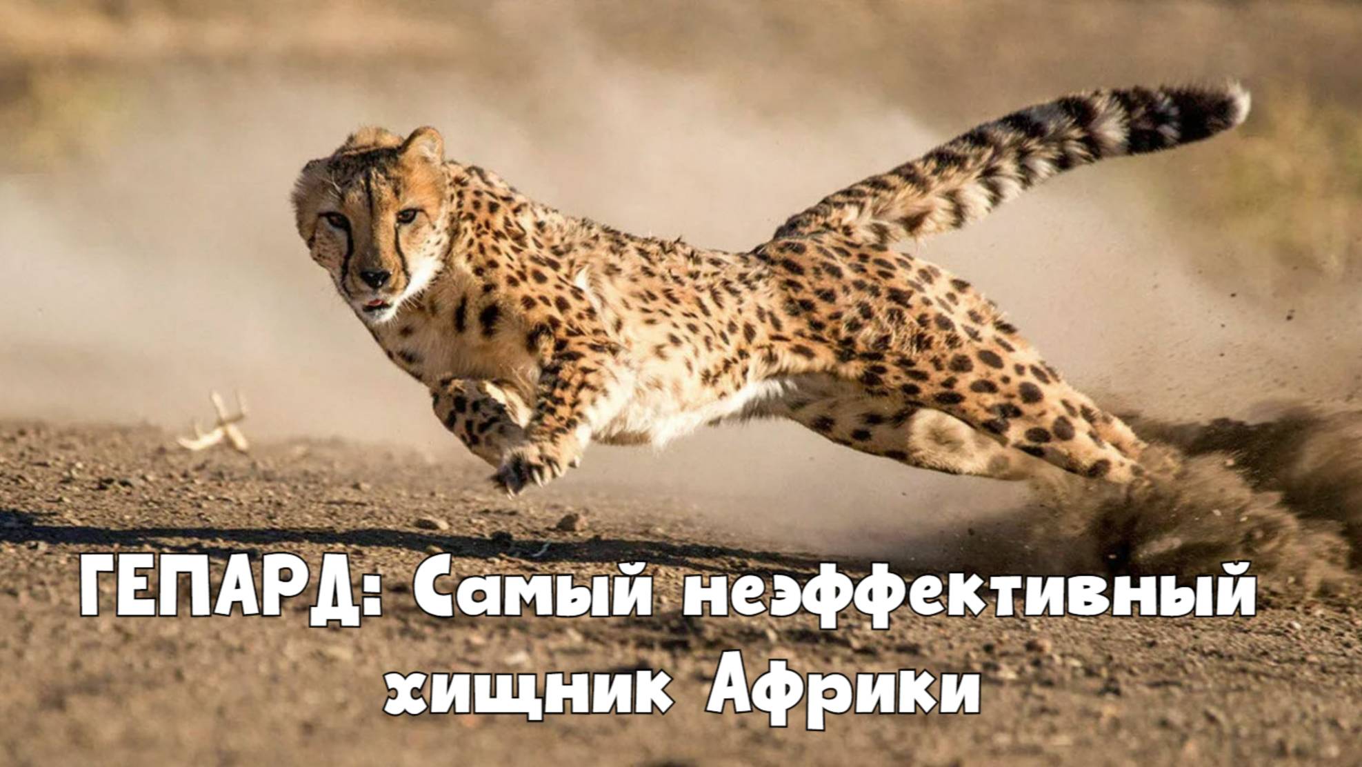 Гепард - Самый неэффективный хищник Африки смотреть онлайн