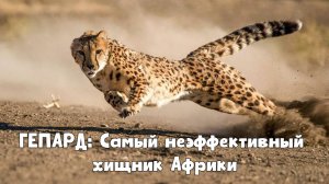 Гепард - Самый неэффективный хищник Африки