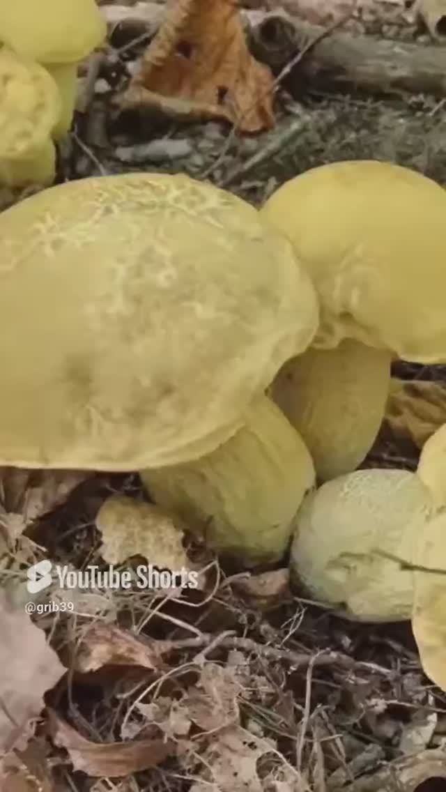 ГРИБЫ ПУЧКАМИ. подберезовик грабовик, ромария гроздевидная смотреть онлайн