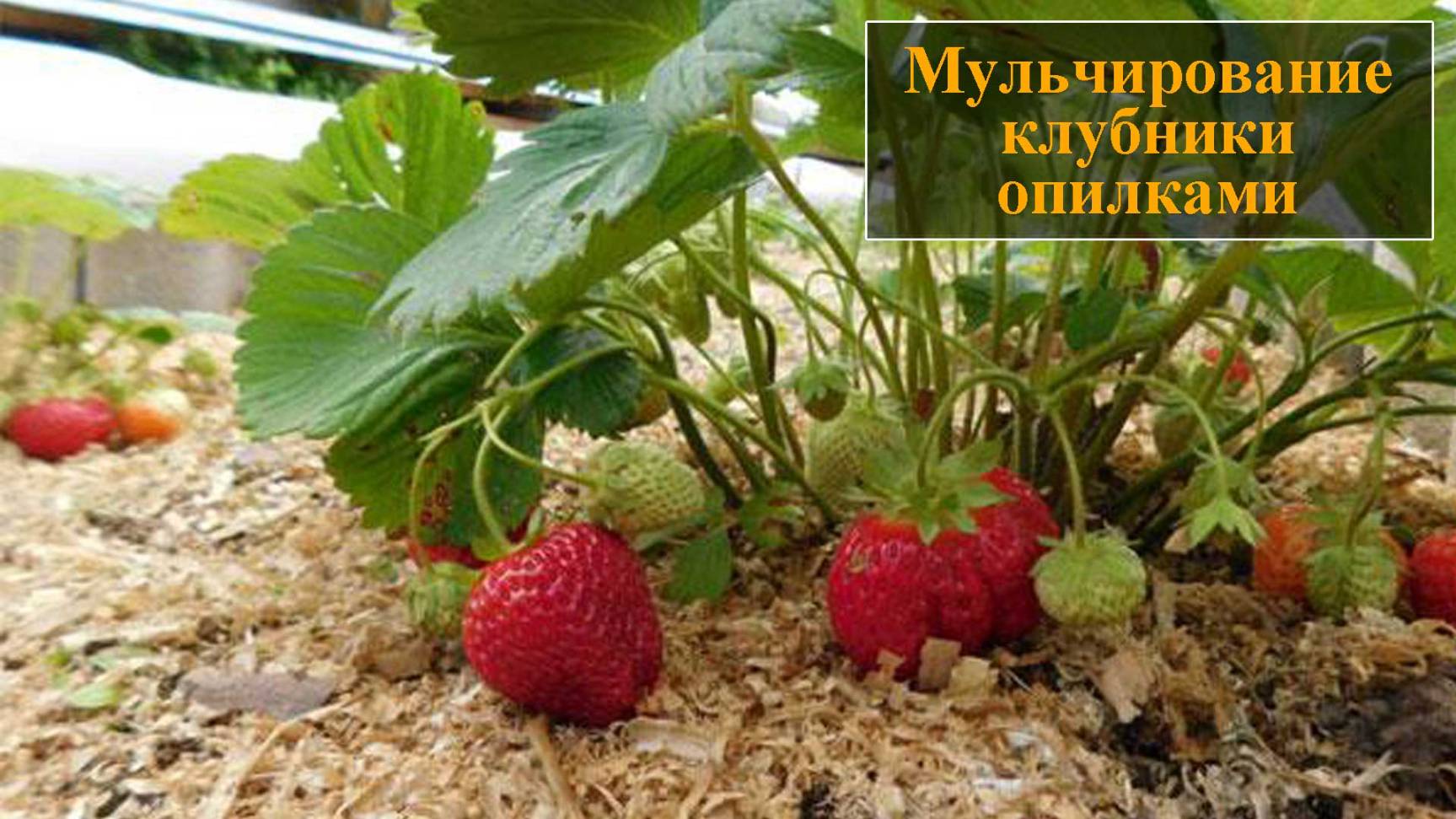 Мульчирование клубники опилками смотреть онлайн