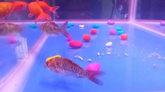 СИНИЙ ТРАКТОР #2 смотреть онлайн