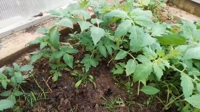 43. Высадка рассады томатов//На черный материал//В открытый грунт смотреть онлайн