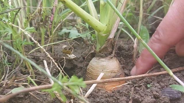 Cand se recolteaza morcovii ? смотреть онлайн