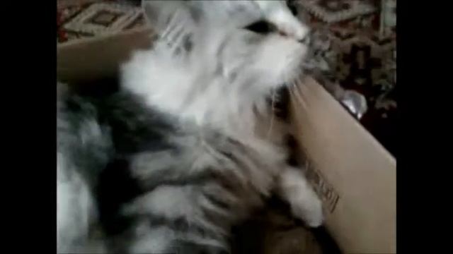 Моя кошка Маша/Мася