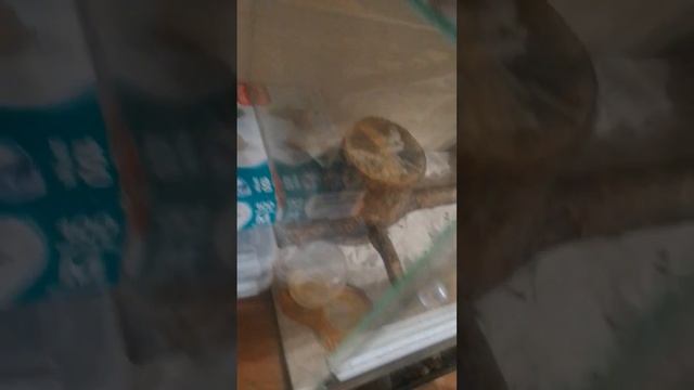 #дерево #террариумистика #дракон #геккон #ящерицы #агама