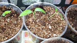 Пикировка перца сладкого без ошибок. Заглублять или нет?