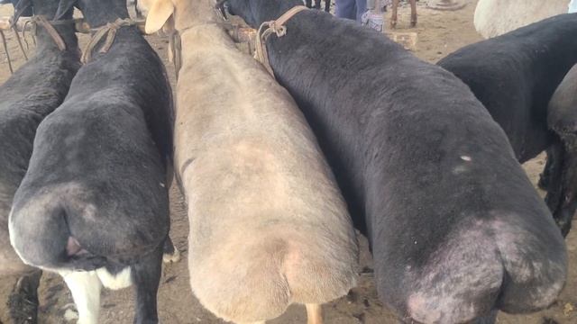 КИРГИЗИСТОН КУЙЛАРИ КИЗИККАНЛАР УЧУН смотреть онлайн