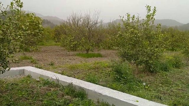 Наше лимонное бахче