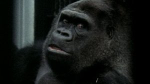 Курьёзы природного мира 2 сезон 5 серия «Дурная слава» (документальный сериал, 2013)