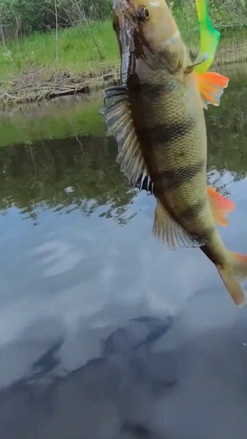 Наглый Окунь + Pig Shad 20cm - полосатый проглот! #рыбалка #окунь #pigshad #jerkbait #fishing смотреть онлайн