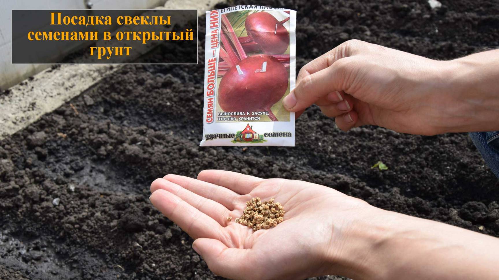 Посадка свеклы семенами в открытый грунт смотреть онлайн