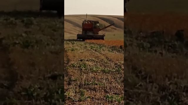 Уборка сафлор комбайн нива ск5 смотреть онлайн