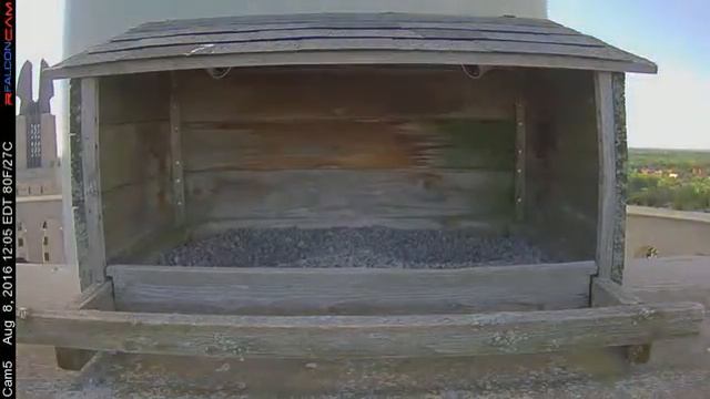 Camera 5 - 08/08/16 смотреть онлайн