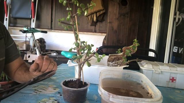 How To Make Propagation Succulente Portulacaria Afra