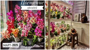 Цветущие орхидеи на подоконнике | Март-2025 | Пышное цветение фаленопсисов | Подробный обзор 🌸