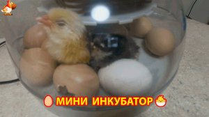 Мини инкубатор круглый и выведение цыплят 🥚🐣🐥