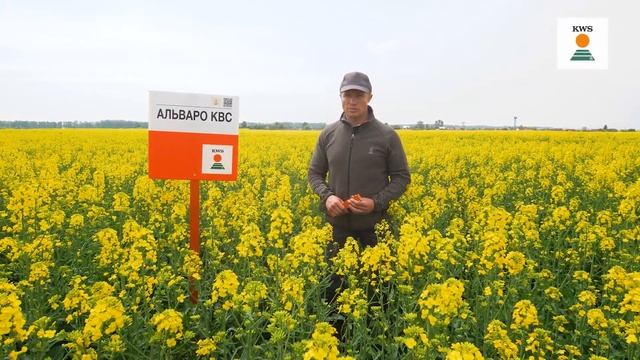 #ПроПоле - Обновленное портфолио озимого рапса KWS