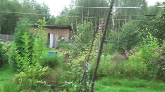 в лесу на даче смотреть онлайн