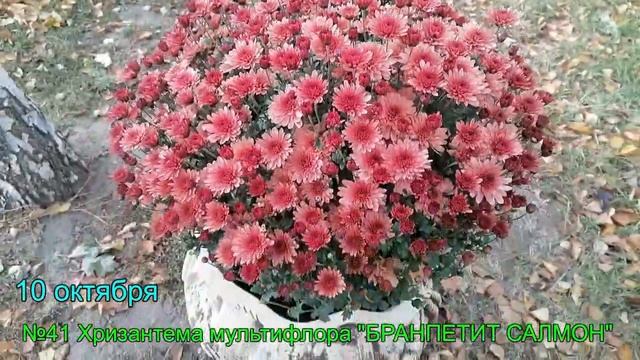 №41 Хризантема мультифлора БРАНПЕТИТ САЛМОН 10 октября 2023 г смотреть онлайн