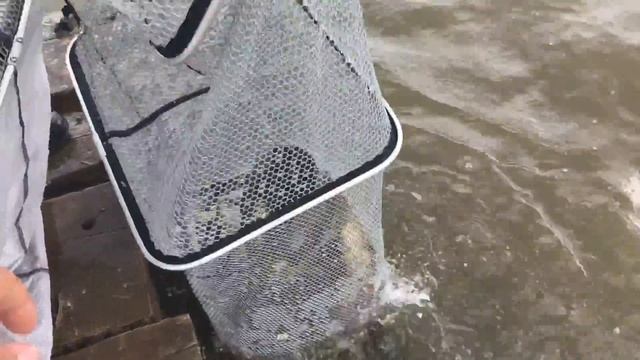 22 августа 2017 г. смотреть онлайн