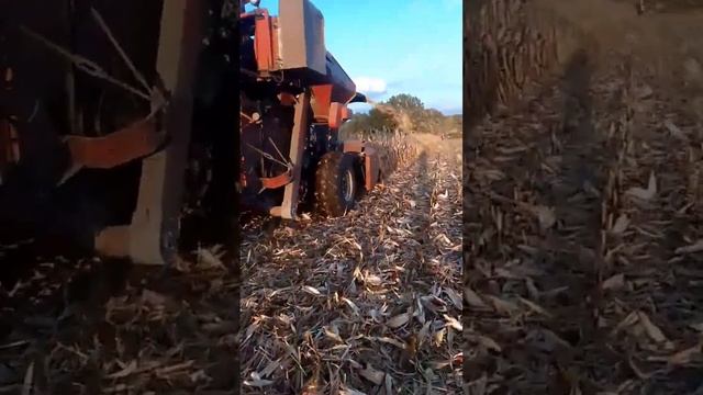 Уборка кукурузы 2023 смотреть онлайн