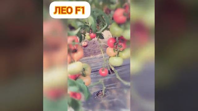 ЛЕО F1 (Leo F1) - суперранний гибрид с высоким качеством плодов и отличным вкусом.