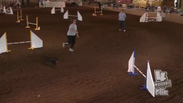 Foxy Master JWW Belg Trial 2014 смотреть онлайн