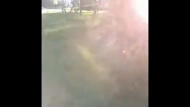 В Мариуполе зацвели сакуры