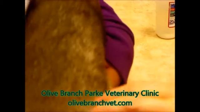 How To Give Your Cat With Chronic Renal Failure Subcutaneous Fluids смотреть онлайн