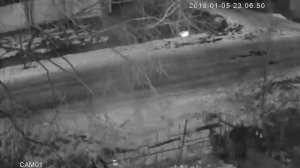 Шарганова Любовь Валерьевна травит собак и закладывает СВУ в почтовый ящик